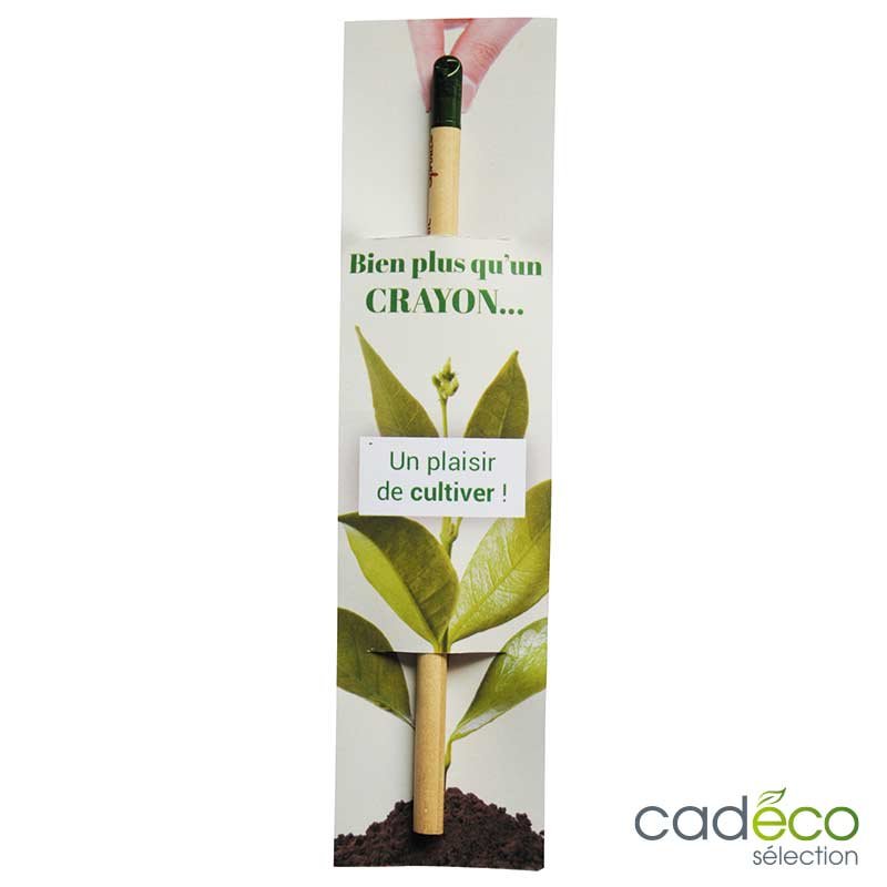 Crayon à papier à planter BASILIC