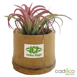 Plante dépolluante GLINDE